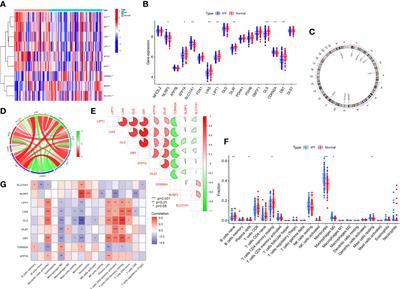 Identification and immunological characterization of cuproptosis-related molecular clusters in idiopathic pulmonary fibrosis disease